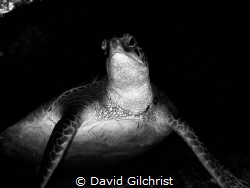 Green Turtle (Chelonia mydas)
Roatan, Honduras by David Gilchrist 